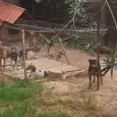 Allanamiento en Guaymall�n: rescataron 81 perros en un criadero clandestino