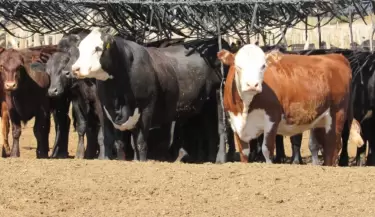 vacas