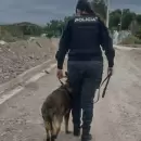 Godoy Cruz: un perro policial rastre� a un sujeto que rob� en una obra y fue aprehendido