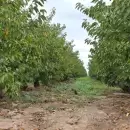 Certificaron en Luján la primera finca libre de mosca del Mediterráneo