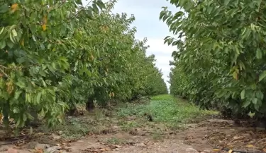 Finca certificada