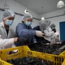 Estudiantes de Guaymall�n producen su propio vino y suman experiencia t�cnica