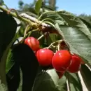 Una importante convocatoria internacional sobre producci�n de cerezas tendr� lugar en Mendoza