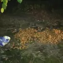 Tres mujeres fueron descubiertas robando nueces en una finca de Tupungato