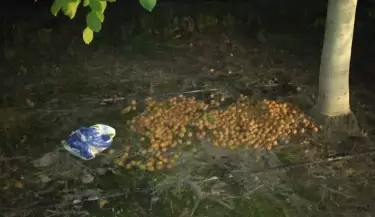 Robo de nueces