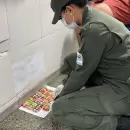 Viajaba desde Jujuy a Mendoza con un kilo de coca�na ingerida y termin� internado