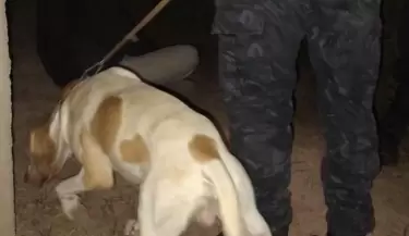 fito perro policia