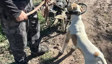 Perro Fito