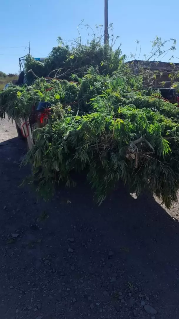 marihuana