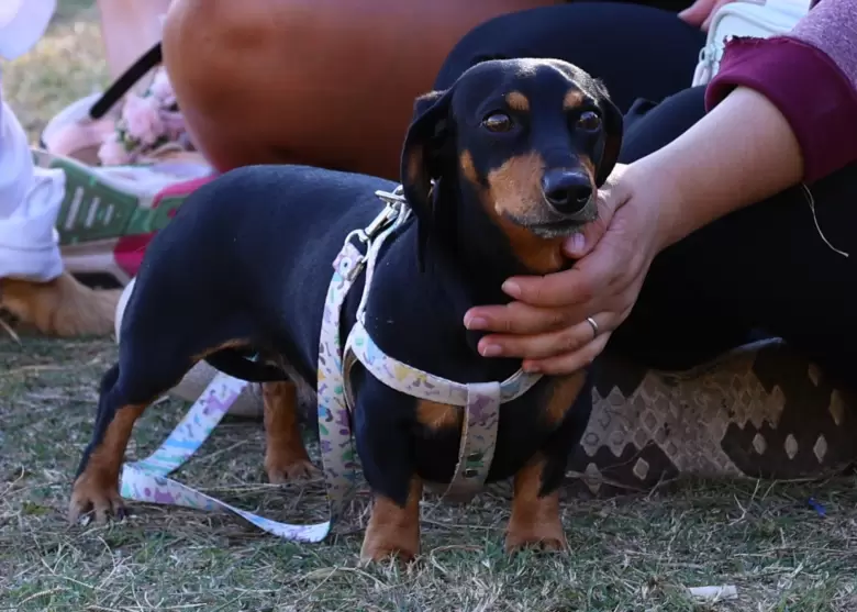 M�vil veterinario Maip�