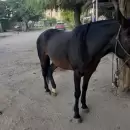 Recuperaron en Tunuy�n una yegua que hab�a sido robada en San Carlos
