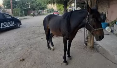 caballo