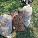 Golpe al robo de nueces en Tupungato: recuperaron 400 kilos y detuvieron a dos sospechosos