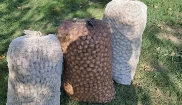 robo de nueces