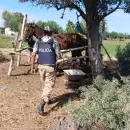 Hallaron caballos sin papeles y en malas condiciones de salud: dos casos detectados en Lavalle