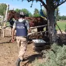Rematar�n animales incautados en una faena clandestina en Guaymall�n