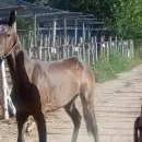 Rescataron caballos maltratados en Junín y detectaron un traslado ilegal