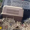 Refuerzan controles y alertan por el tr�fico ilegal de fauna silvestre en Semana Santa