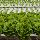 Productores y vecinos podr�n capacitarse en hidropon�a en Guaymall�n