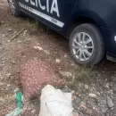 Secuestraron motos en Tupungato y recuperaron nueces robadas valuadas en $300 mil