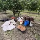 Bot�n millonario: recuperaron m�s de 400 kilos de nueces robadas en el Valle de Uco