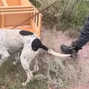 El olfato del perro Nol logr� esclarecer un robo en una zona rural de San Rafael