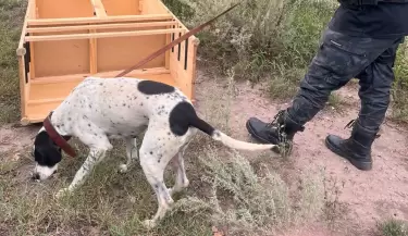 perro