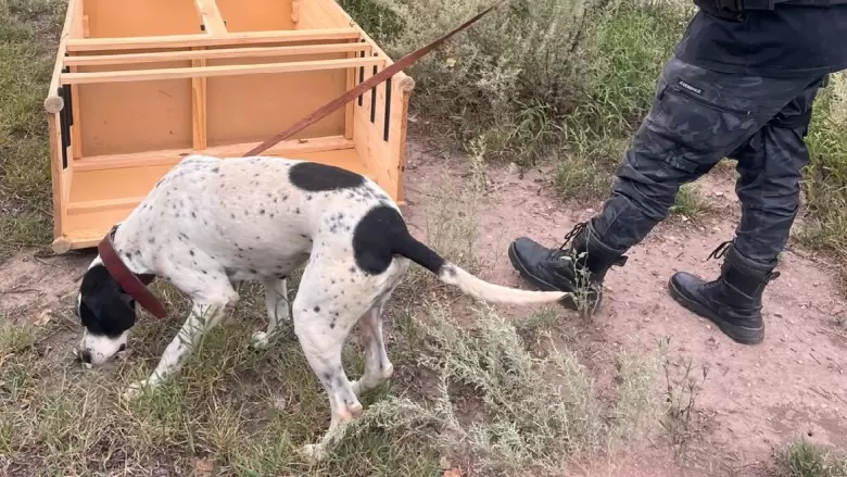 perro