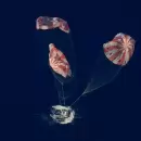 La misi�n Artemis II regres� con �xito a la Tierra, luego de 10 d�as alrededor de la Luna