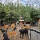 M�s de 200 animales en riesgo: un refugio de Guaymall�n sali� a pedir ayuda urgente