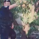 Robaron nueces en una finca del Tupungato y abandonaron la carga al escapar: un detenido