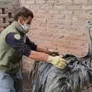 Rescataron a dos ñandúes que estaban en cautiverio en Maipú y los llevaron al Ecoparque