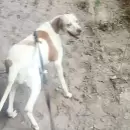 Con la intervenci�n de dos perros, recuperaron bienes robados en Tunuy�n y San Carlos