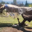 Accidente con un ni�o herido por un �rbol: Las Heras despleg� su protocolo y asisti� a la familia