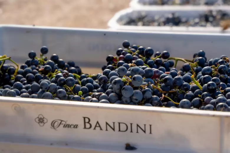 vinedos bandini