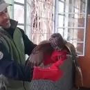 Rescataron un gavil�n que hab�a quedado atrapado dentro de una escuela en Ciudad