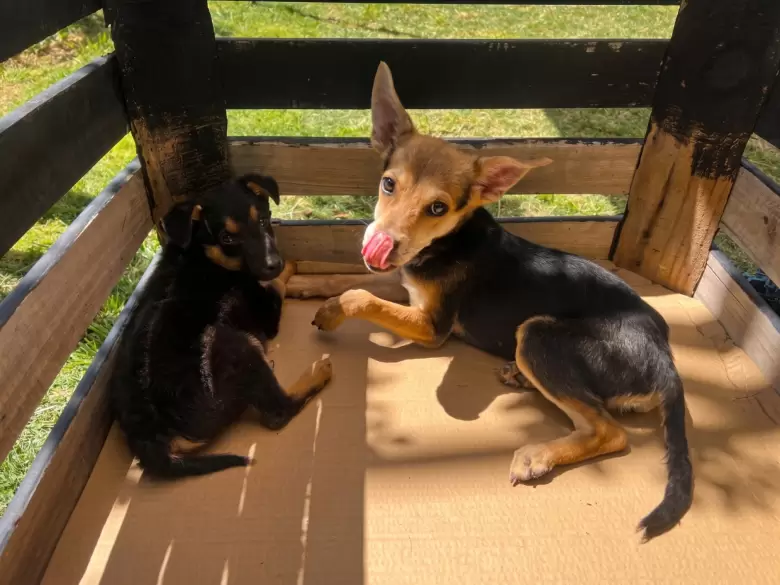 mascotas animales las heras veterinario