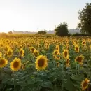 La molienda de girasol marc� un r�cord hist�rico y super� las 500.000 toneladas en marzo