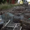 Día del Animal en Mendoza: liberaron aves rescatadas y destruyeron casi 1.500 jaulas del tráfico ilegal
