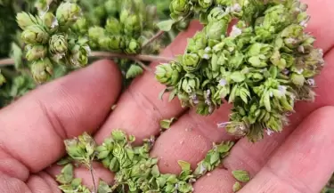 oregano