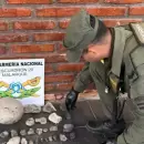 Llevaban 33 f�siles ammonites en un auto y los descubrieron en San Rafael