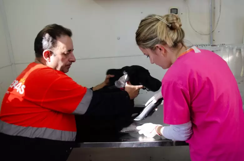 movil veterinario