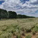 �Camino de Indias�: el recorrido que une bodegas, aceiteras y el or�gano de San Carlos