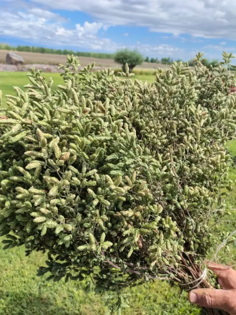 san carlos or�gano
