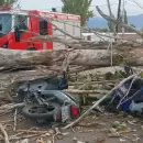 Las r�fagas del Zonda derribaron un �rbol en Las Heras: un motociclista muerto y otro herido
