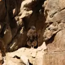 Mendoza destac� un nuevo avance en la protecci�n de una de las especies m�s emblem�ticas de la cordillera