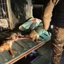 Cazadores furtivos fueron detenidos con perros galgos y varias liebres muertas en San Mart�n