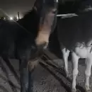 Secuestraron un tráiler con animales durante un control sobre la ruta 60