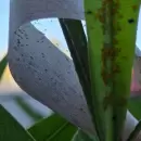 Liberaron insectos ben�ficos en plazas de Ciudad y San Mart�n para combatir plagas sin uso de qu�micos