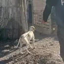 Fito, el perro polic�a, volvi� a actuar en Jun�n y hallaron material robado en una finca
